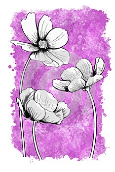 line ink drawing of cosmos flower with watercolor background