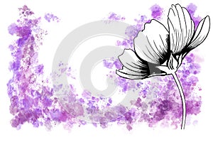line ink drawing of cosmos flower with watercolor background