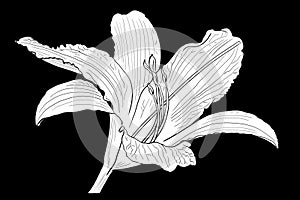 line ink drawing of daylily on black background