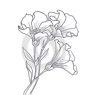 Line ink drawing of flower