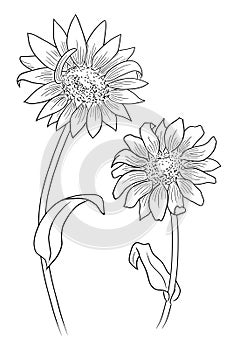 line ink drawing of two daisy flowers