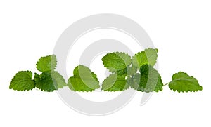 Line of isolated lemon balm leaves
