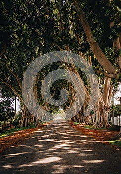 Line of Jacaranda trees and fig trees are creating purple flower tunnel in the sunset time. Grafton, Australia.