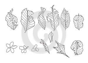 Line leaves dry leaf design and Laddawan flower on white background