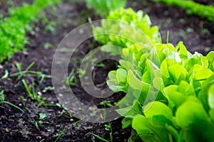 Line of lettuce planted in the garden