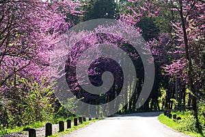 A line of lilac colored redbud trees lining a path.