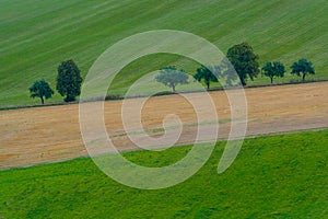 Line of trees on the bevelled field photo
