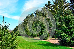 Line of lush green evergreen trees in springtime in Wisconsin