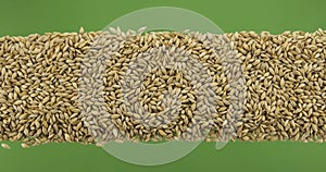 Line made from barley seeds top view. Slider shot. Isolated