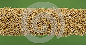 Line made from peas seeds top view. Slider shot. Isolated
