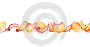 Line made of pink rose petals as a romantic composition over white background