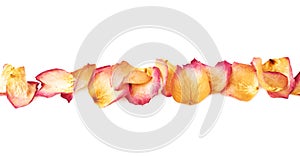Line made of pink rose petals as a romantic composition over white background