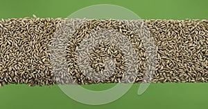 Line made from rye seeds top view. Slider shot. Isolated