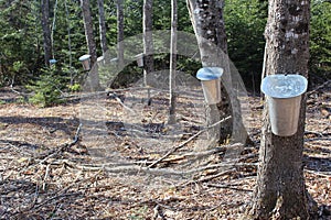 A line of maple trees tapped with sap buckets for collecting the sap for maple syrup