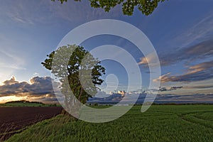 A line of mature trees running down the slope of a Hill towards the Montrose Basin at First light.