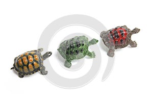 Line of Miniature Tortoises