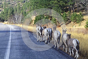 Line of Mountain Goats on roadside, outside of Mount Rushmore, SD