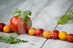 Line of natural organic red and yellow cherry tomatoes and tomato with fresh herbs on top