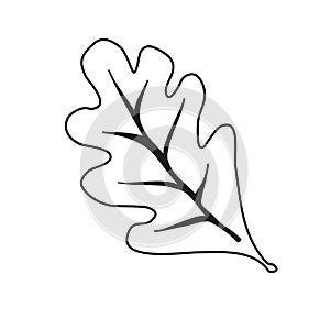 Line oak leaves outline, silhouettes on white background. Sketch illustration with oak lives. Outline logo illustration.