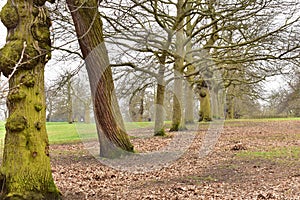 A line of Oak trees in Greenwich park