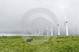 A line of old abandoned wind turbines and a cow.