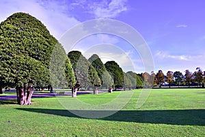 Line of Ornate Trees in Historic Palace Gardens of the Capital City of England