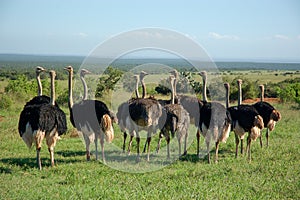 A line of ostriches