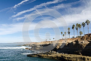 Line of palm trees next to surf at Sunset Cliffs Natural park