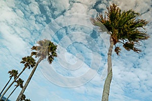 Line of palm trees on a sunny day blue sky