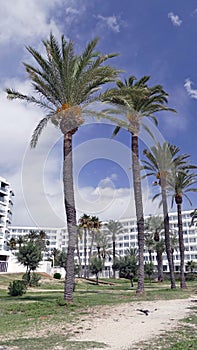 Line of palmtrees along the beach of playa en bossa