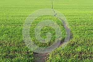 Line of path. Green grass background.