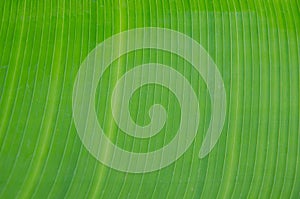 Line pattern on green banana leaf texture