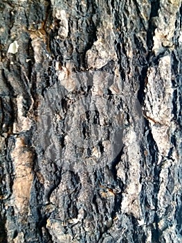 Line pattern on tree bark texture