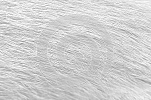 Line patterns fur cat texture white gray backgroun