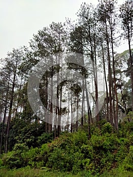 Line of pine tree in the mountain forest