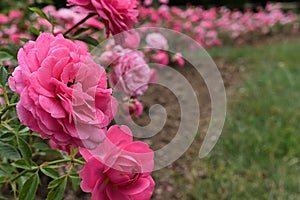 Line of pink decorative roses of cultivar Amulett