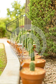 Line Of Potted Cacti In Yard 
