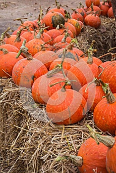 Line of pumpkins