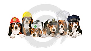 Line of puppies in work hats
