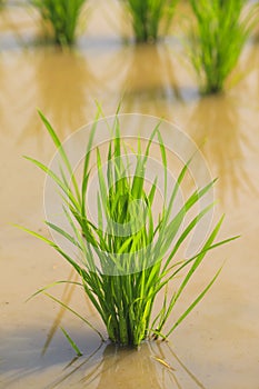 Line of rice plant in the rice field.