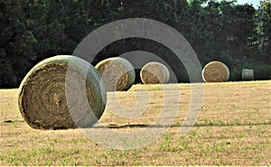 A line of Round Hay Bales in Field with Backdrop of Trees