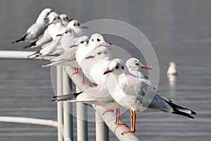 Line of seagulls
