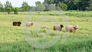 Line of Sheep Walking Through Tall Grass