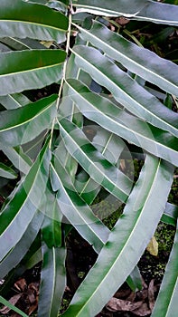 Line and shodow bright green leaves in the garden