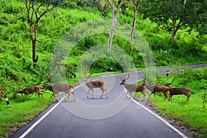 Line of sika deer (Cervus nippon) crossing the road in greenery