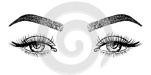 Line sketched woman eyes with long lashes and eyebrows, vector illustration.