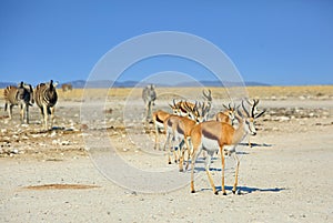 Line of Springbok with two zebras in the background photo
