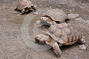 Line of Spur-Thighed Tortoises