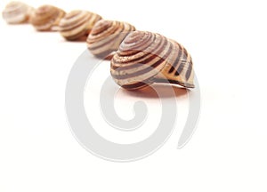 Line of Striped Snail Shells