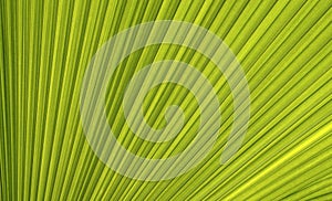 Line and texture of green palm leaf